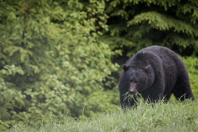 Chú gấu đen đi ăn cỏ vào buổi sáng ở British Columbia, Canada. Ảnh: Alamy