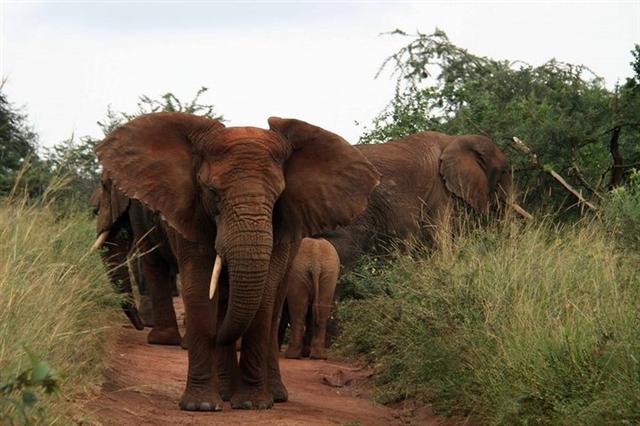 Đàn voi đi trong công viên quốc gia Akagera, Đông Rwanda. Ảnh: Tân Hoa xã