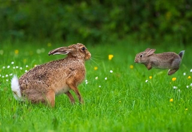 Cuộc chiến của 2 chú thỏ tại Shropshire, Anh. Ảnh: SWNS