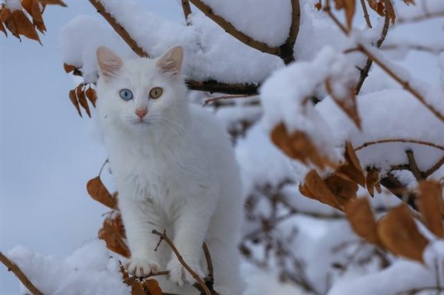 Chú mèo Van với đôi mắt có 2 màu cực kỳ độc đáo ngồi trên đống tuyết tại Thổ Nhĩ Kỳ. Ảnh: EPA