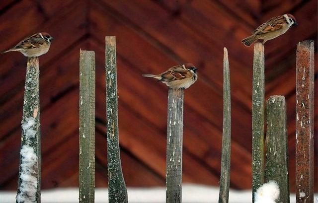 Ba chú chim sẻ đậu trên hàng rào ở vùng Ivanovo, Nga. Ảnh: TASS