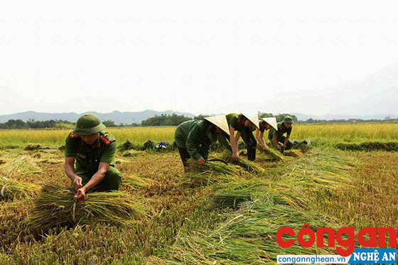 Đoàn viên, thanh niên Công an huyện giúp dân thu hoạch mùa