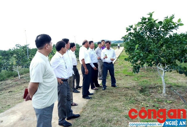 Tham quan, khảo sát mô hình Hợp tác xã Nông nghiệp cây ăn quả 1/5 tại xã Nghĩa Bình, huyện Nghĩa Đàn