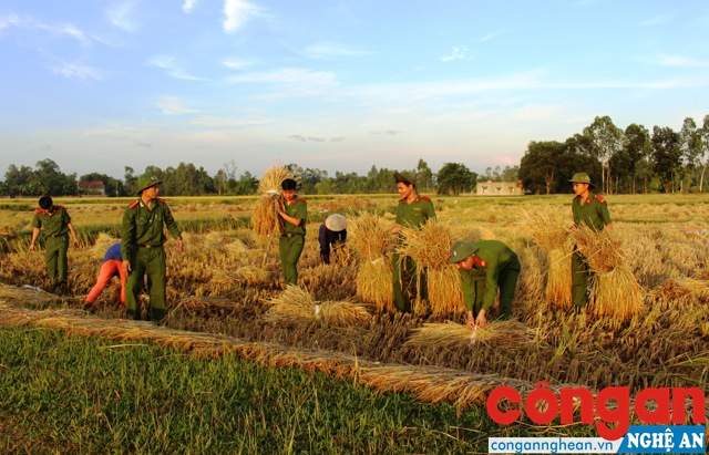 Cán bộ, chiến sỹ Phòng Cảnh sát PC&CC số 7 giúp dân thu hoạch lúa