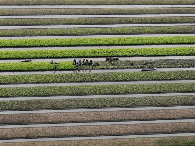 Những sọc dài thẳng tắp này là một cánh đồng trồng rau của những người nông dân tỉnh Pathum Thani, Thái Lan.