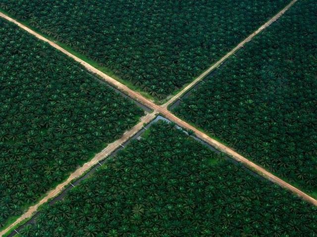 Một điền trang trồng dầu cọ ở tỉnh Sumatra, Indonesia trông giống như được tạo thành từ 4 hình tam giác hoàn hảo khi nhìn từ trên cao.