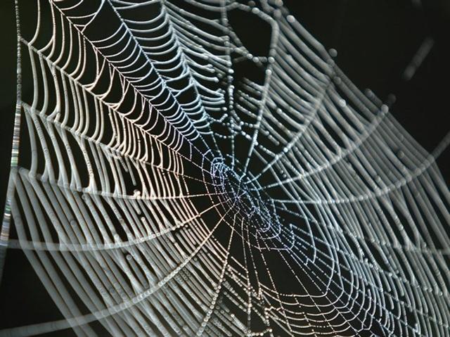 Khó có thể tin được mạng lưới phức tạp và hoàn hảo này lại được tạo nên từ một con nhện.