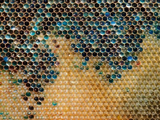Đây là hình ảnh những lục giác đều tăm tắp của một tổ ong. Những người nuôi ong ở vùng đông bắc nước Pháp cho biết những con ong ở đây thường tạo ra những loại mật có màu xanh lá cây và xanh da trời./.