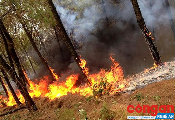 Vụ cháy rừng thông ở huyện Yên Thành lan sang huyện Đô Lương (tháng 7/2018)