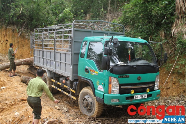 Chiếc xe tải được đưa lên tại khu vực rừng bị chặt phá để vận chuyển gỗ.