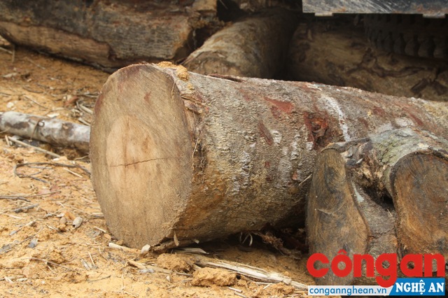 Rất nhiều cây gỗ có kích thước lớn đã bị chặt hạ.