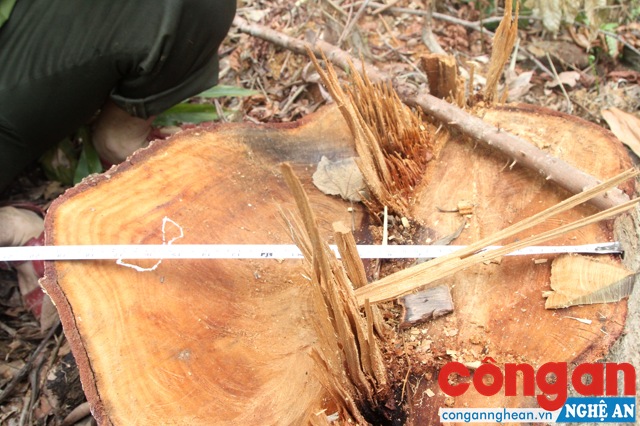 Nhiều cây gỗ khác có đường kính trên 50 - 60cm bị các đối tượng sử dụng cưa xăng để chặt phá.