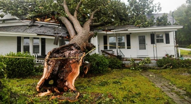 Ngoài gió mạnh, mưa lớn và lũ lụt, cây đổ cũng là một mối nguy hiểm đối với người dân. Như trong vụ hai mẹ con bị cây đổ vào nhà và thiệt mạng, người chồng đã may mắn sống sót nhưng cũng ở trong tình trạng nghiêm trọng. Một người đàn ông khác tại Bắc Carolina thức dậy và bất ngờ thấy một cành cây lớn đổ xuống ngôi nhà của mình và chỉ cách người mình vài chục cm, theo CNN.
