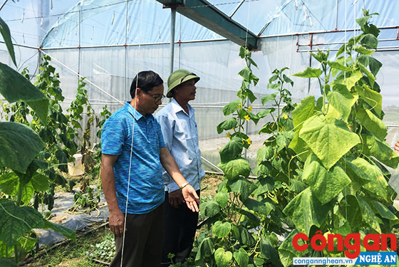 Mô hình trồng rau an toàn trong nhà lưới tại xã Nghi Long, huyện Nghi Lộc mang lại hiệu quả cao