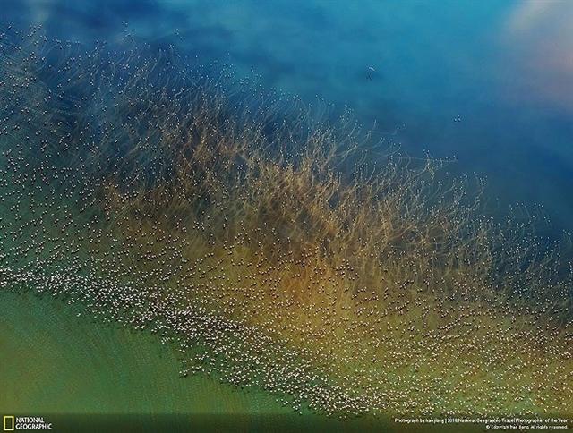 Giải nhì ảnh Thiên nhiên là “Hồng hạc cất cánh” - Hao J. “Hàng nghìn chú hồng hạc cất cánh trên hồ Natron, Tanzania. Trước khi bay, lũ chim chạy một đoạn để lấy đà và tạo nên các gợn sóng như những cây thủy sinh khổng lồ” (Ảnh: National Geographic)