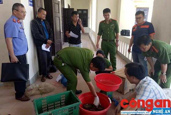 Công an huyện Anh Sơn kiểm tra số lượng tê tê, rùa thu giữ