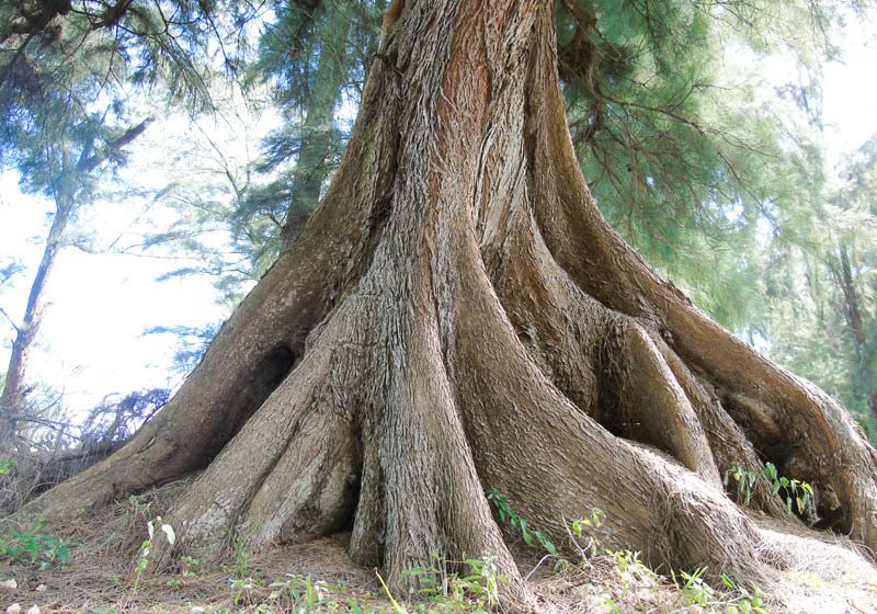 Phi lao ở đây có nhiều độ tuổi và hình dạng khác nhau. Có cây cao vút thẳng tắp, có cây lại sần sùi quái dị, có cây chia thành nhiều thân, tỏa ra các hướng.