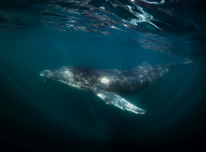 Cá voi lưng gù có thể di chuyển tới 25.000 km từ vùng có nhiều thức ăn tới vùng nước cận nhiệt để sinh sản./.