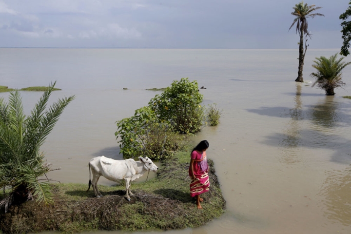 Một người phụ nữ đang tìm cách đi lên đê sau khi buộc con bò của mình ở một vùng đất cao trong lúc thủy triều dâng.
