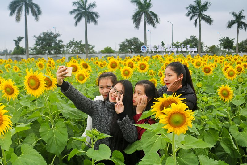 Vườn hoa đã thu hút rất nhiều bạn trẻ đến ngắm hoa, chụp ảnh