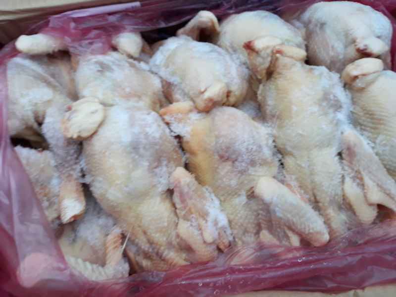 55kg thịt gà đã bắt đầu bốc mùi hôi thối