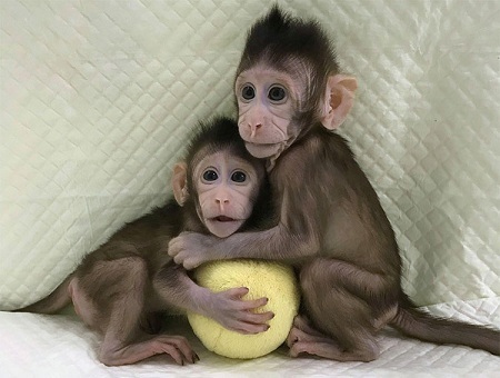 Những chú khỉ được nhân bản