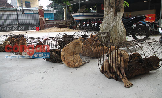 Lực lượng Công an tạm giữ 32 con chó từ các đối tượng trộm chó