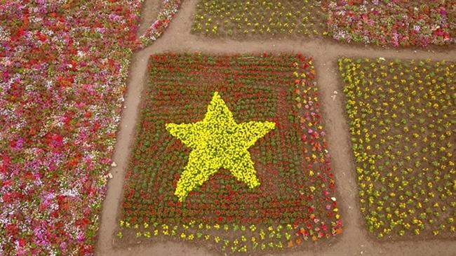 3 lá cờ Tổ quốc được trồng bằng 30.000 cây hoa xác pháo và 30.000 cây Cúc vạn thọ và nhiều loại cây hoa khác...