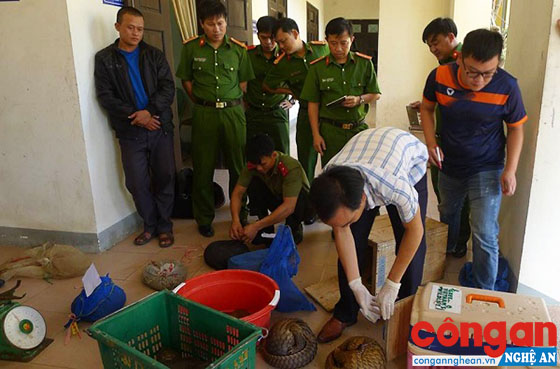 Công an huyện Anh Sơn kiểm tra tang vật vụ vận chuyển trái phép động vật hoang dã 