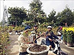 Thực phẩm, bánh mứt 'nội địa' lên ngôi; hoa, cây cảnh hút hàng