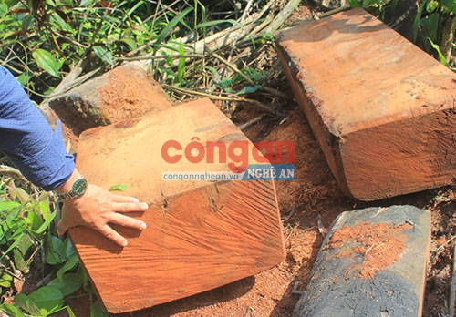 Những hộp gỗ lim bị khai thác tại Tiểu khu 486,487 mà phóng viên báo CANA phản ánh cũng thuộc Công ty Long Đại quản lý