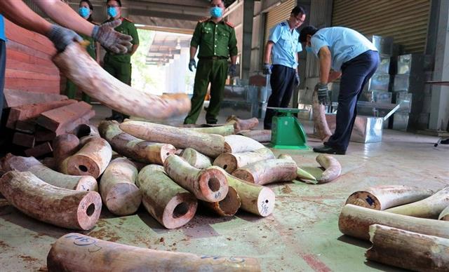 Lượng lớn ngà voi lên đến 9,12 tấn được để chung với gỗ xẻ thành phẩm