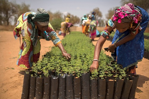 Phụ nữ đang làm việc trong các vườn ươm ở Koyli Alpha, Sénégal, nhằm mục đích cải thiện sinh kế của người dân và sự bền vững của đất đai. (Ảnh: UN)
