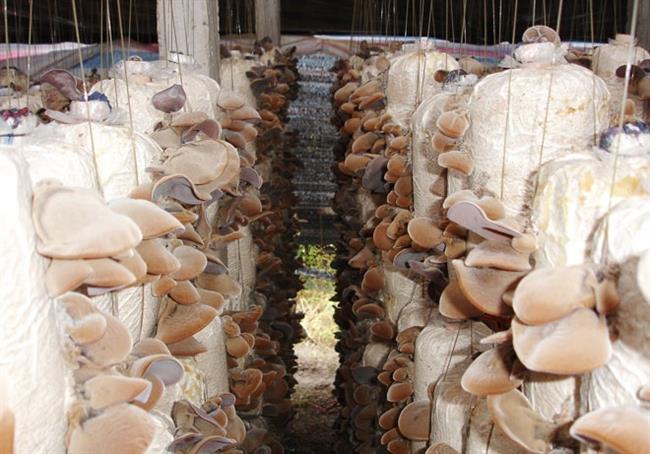 Nghề trồng nấm mang lại nguồn thu đáng kể cho bà con nông dân huyện An Dương, thành phố Hải Phòng.