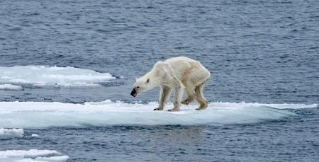 Nhiệt độ tăng khiến tốc độ tan băng nhanh hơn, đe dọa môi trường sống của gấu Bắc Cực