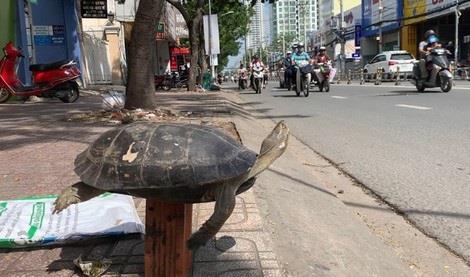 Cá thể rùa bán công khai trên đường tại TP Hồ Chí Minh.