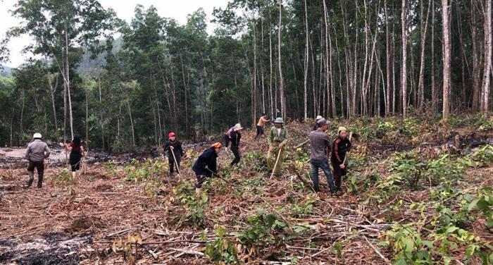Vụ lấn chiếm đất rừng trái phép tại xã Đồng Hợp, huyện Quỳ Hợp gây phức tạp tình hình ANTT địa phương