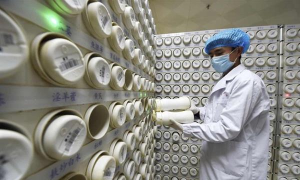 Một dược sĩ xử lý công đoạn trong điều trị virus corona tại bệnh viện ở Lan Châu, tỉnh Cam Túc, tây bắc Trung Quốc