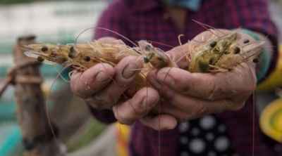 Xuất hiện virus bí ẩn ở Trung Quốc, một con tôm nhiễm bệnh hủy diệt cả đàn
