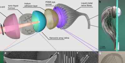Chế tạo thành công mắt sinh học giúp người mù nhìn được