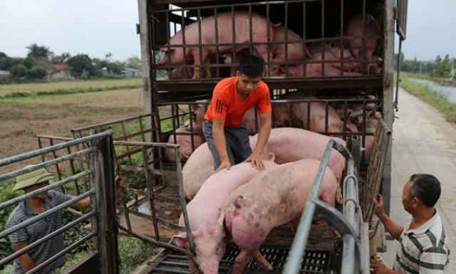 Nhập khẩu lợn hơi sẽ giúp giảm nhiệt giá lợn hiện nay