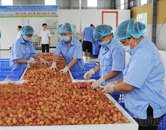 Bộ Công Thương và tỉnh Bắc Giang sẽ tổ chức Hội nghị xúc tiến tiêu thụ quả vải thiều năm 2020, dự kiến vào đầu tháng 6/2020. Ảnh minh hoạ.
