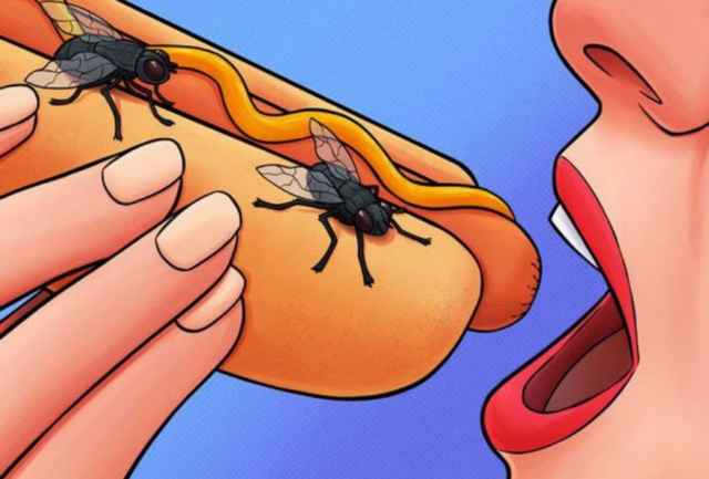 Những điều kinh khủng xảy ra khi ruồi đậu trên thức ăn