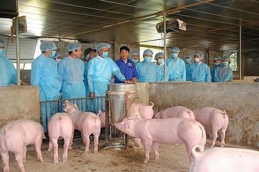 Công điện khẩn về phòng, chống dịch tả lợn Châu Phi