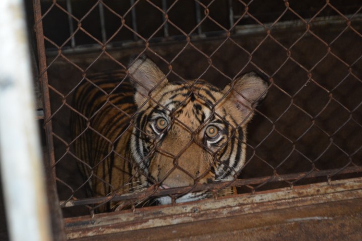 Một con hổ trong chuồng 