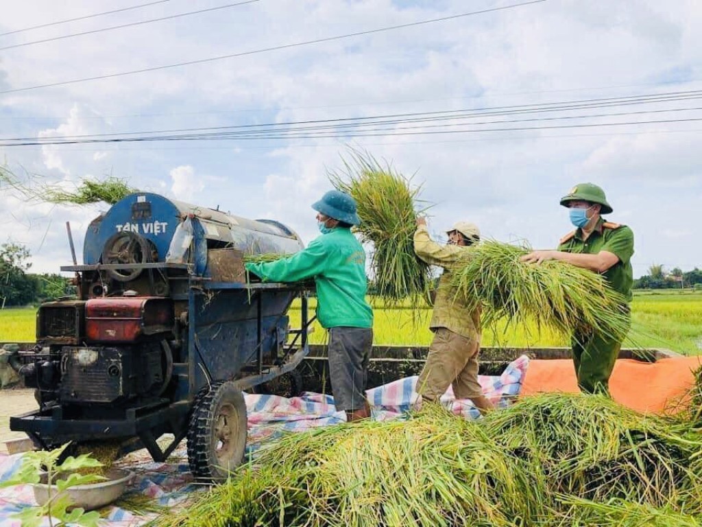 Công an huyện Quỳnh Lưu giúp dân gặt lúa phòng chống bão