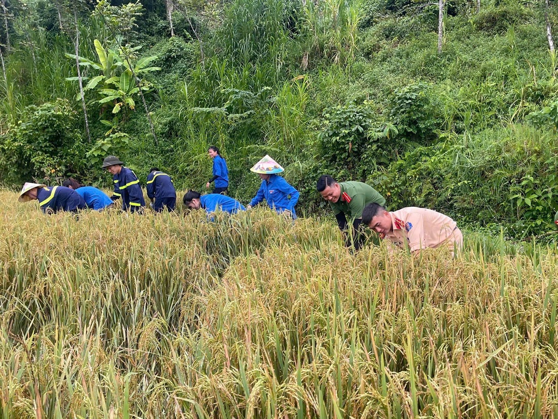 Phát huy tinh thần xung kích của tuổi trẻ, đoàn viên thanh niên Công an đóng chân trên địa bàn huyện Con Cuông đã kịp thời xuống đồng gặt lúa giúp dân “chạy bão”