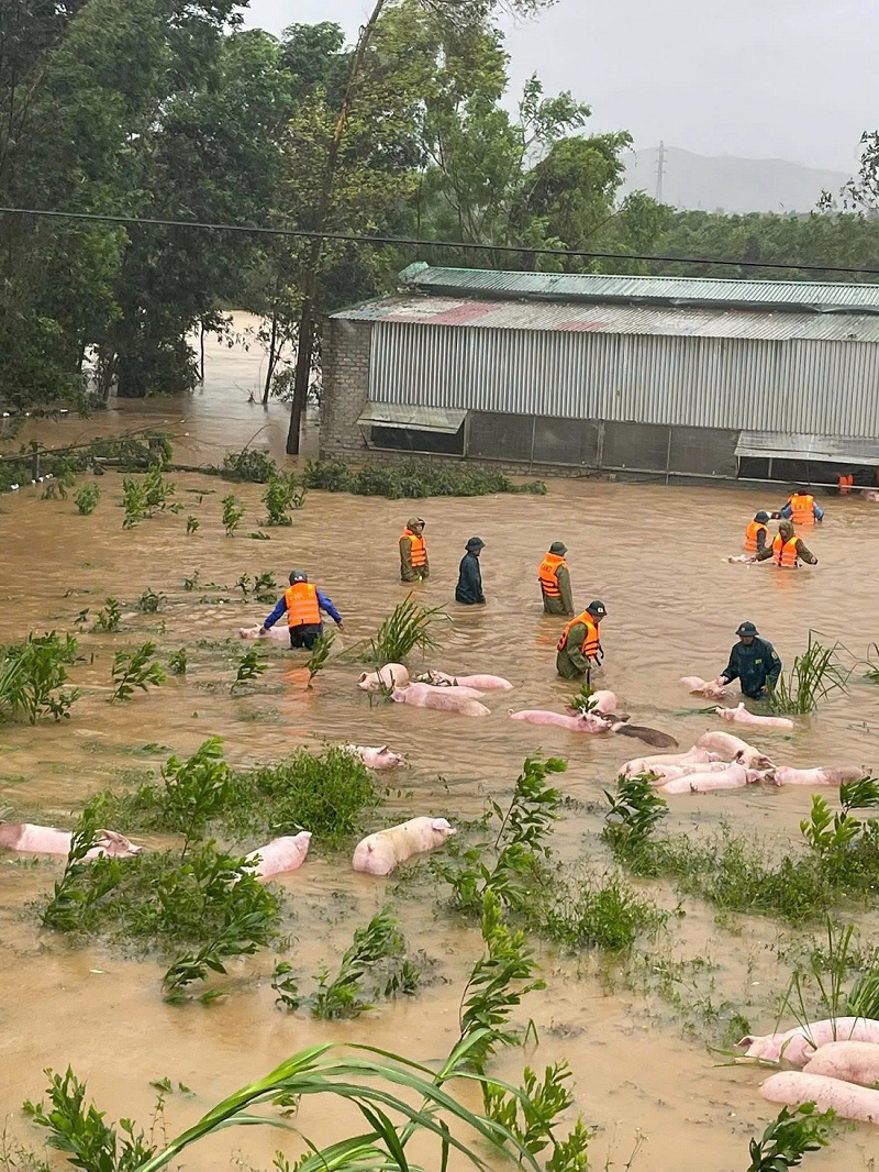 Công an xã Nghĩa Đàn hỗ trợ di dời vật nuôi ra khỏi vùng ngập lụt