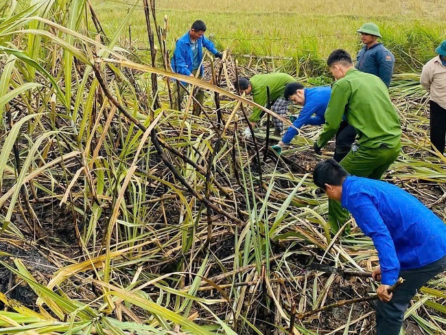 Công an xã Yên Xuân thu hoạch mía giúp gia đình khó khăn
