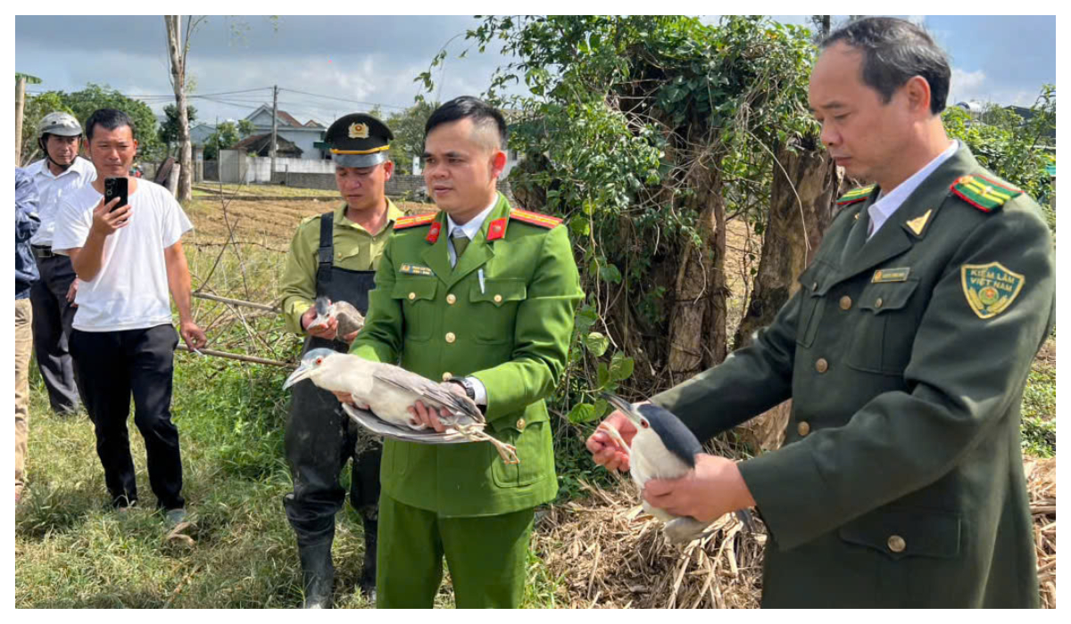 Thu giữ hàng nghìn mét lưới bẫy, giải cứu nhiều cá thể chim hoang dã tại phường Vinh Hưng